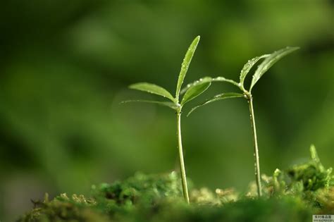 植物有生命嗎